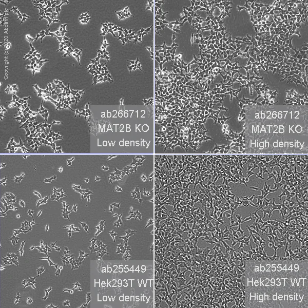 Cell Culture - Human MAT2B (TGR) knockout HEK-293T cell line (AB266712)