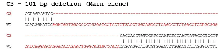 Sanger Sequencing - Human MAVS knockout A549 cell lysate (AB283026)