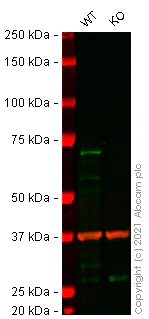 Western blot - Human MAVS knockout A549 cell lysate (AB283026)
