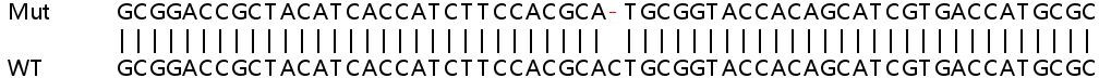 Sanger Sequencing - Human MC2R knockout HeLa cell line (AB264722)