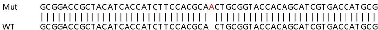 Sanger Sequencing - Human MC2R knockout HeLa cell line (AB264722)
