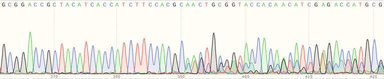 Sanger Sequencing - Human MC2R knockout HeLa cell line (AB264722)