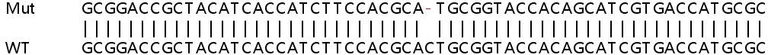 Sanger Sequencing - Human MC2R knockout HeLa cell lysate (AB258511)