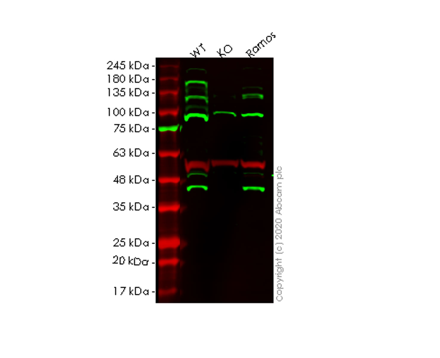 Western blot - Human MCL1 knockout HEK-293T cell line (AB266838)
