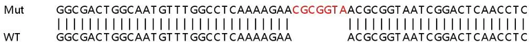 Sanger Sequencing - Human MCL1 knockout HEK-293T cell lysate (AB256986)