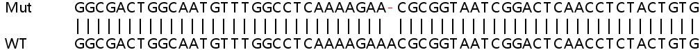 Sanger Sequencing - Human MCL1 knockout HEK-293T cell lysate (AB256986), expandable thumbnail