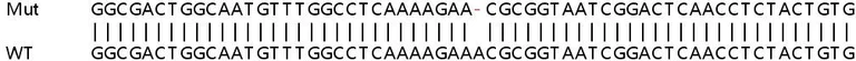 Sanger Sequencing - Human MCL1 knockout HEK-293T cell lysate (AB256986)