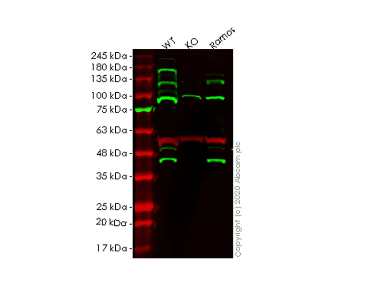 Western blot - Human MCL1 knockout HEK-293T cell lysate (AB256986)