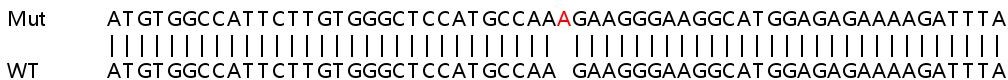Sanger Sequencing - Human MDH1 knockout HEK-293T cell line (AB266830), expandable thumbnail