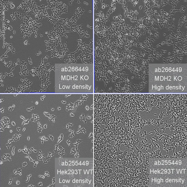Cell Culture - Human MDH2 knockout HEK-293T cell line (AB266449)