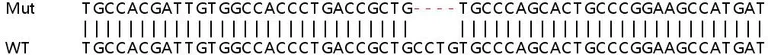 Sanger Sequencing - Human MDH2 knockout HEK-293T cell line (AB266449)