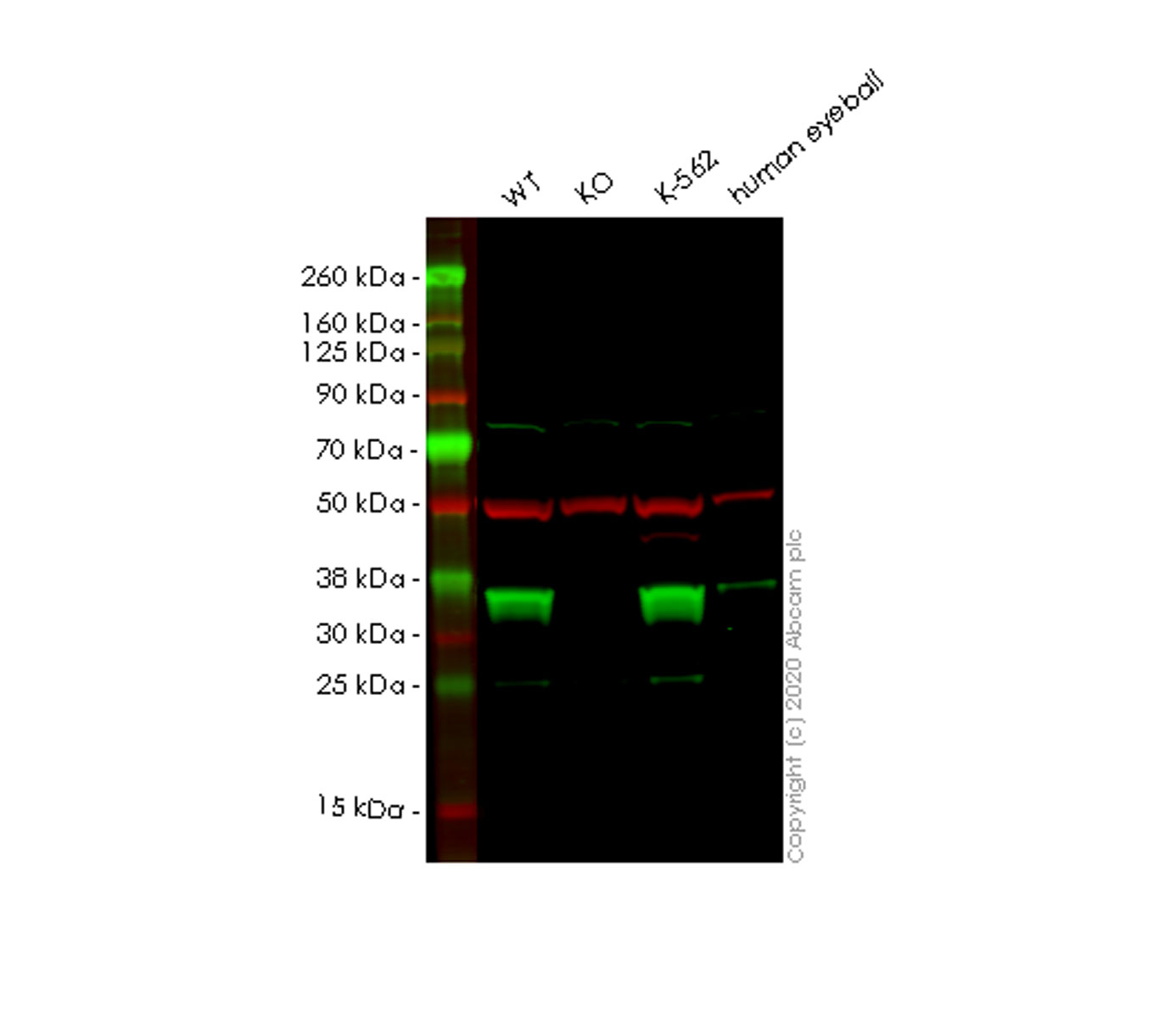 Human MDH2 knockout HEK-293T cell lysate