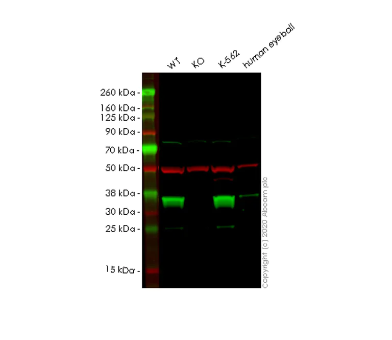 Western blot - Human MDH2 knockout HEK-293T cell lysate (AB257533)