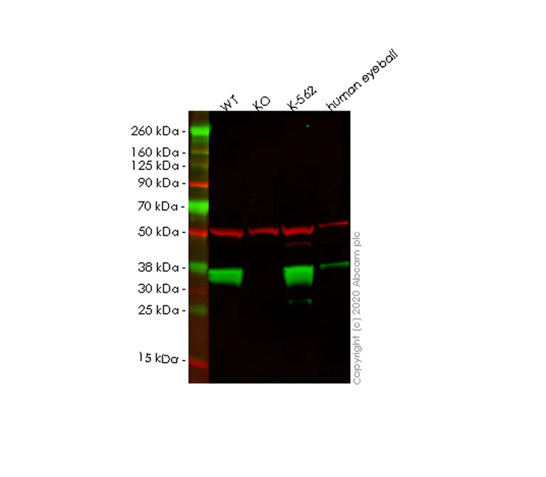 Western blot - Human MDH2 knockout HEK-293T cell lysate (AB257533)