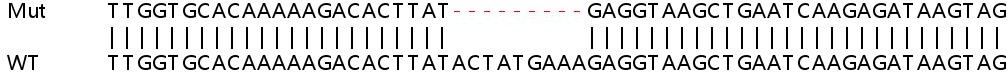 Sanger Sequencing - Human MDM2 knockout HeLa cell line (AB261753), expandable thumbnail