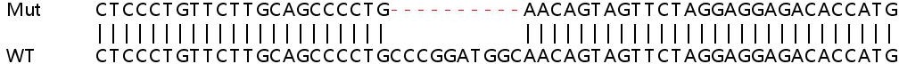 Sanger Sequencing - Human MEA1 knockout HEK-293T cell line (AB266808), expandable thumbnail