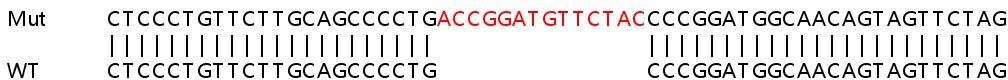 Sanger Sequencing - Human MEA1 knockout HEK-293T cell line (AB266808), expandable thumbnail