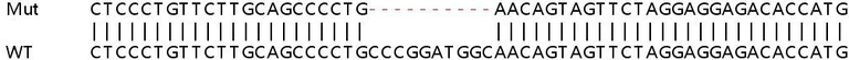 Sanger Sequencing - Human MEA1 knockout HEK-293T cell lysate (AB263250)