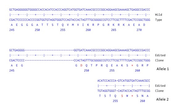 Next Generation Sequencing - Human MECP2 knockout A549 cell line (AB288966)
