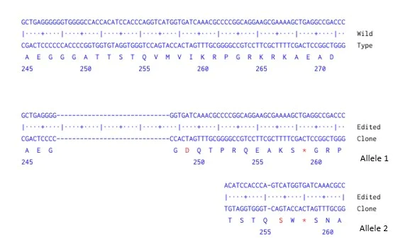 Next Generation Sequencing - Human MECP2 knockout A549 cell line (AB288966)