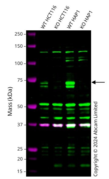Western blot - Human MECP2 knockout HCT116 cell line (AB289193)