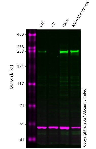Western blot - Human MED12 knockout HCT116 cell line (AB286465), expandable thumbnail