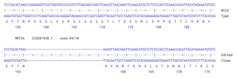 Next Generation Sequencing - Human MEF2A knockout A549 cell line (AB288929), expandable thumbnail