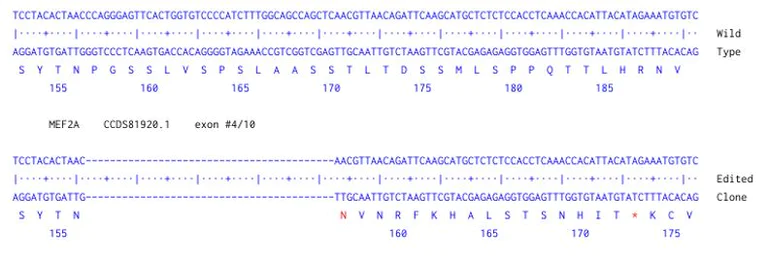 Next Generation Sequencing - Human MEF2A knockout A549 cell line (AB288929)