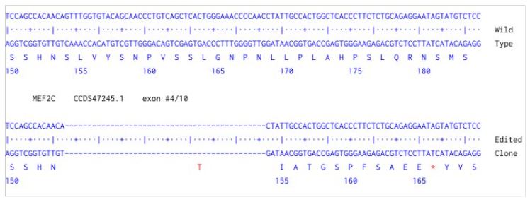 Human MEF2C knockout HCT116 cell line