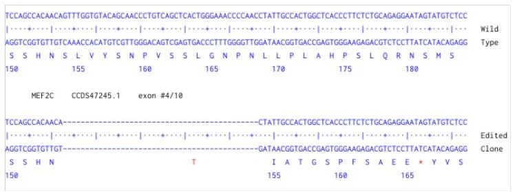 Next Generation Sequencing - Human MEF2C knockout HCT116 cell line (AB289213)