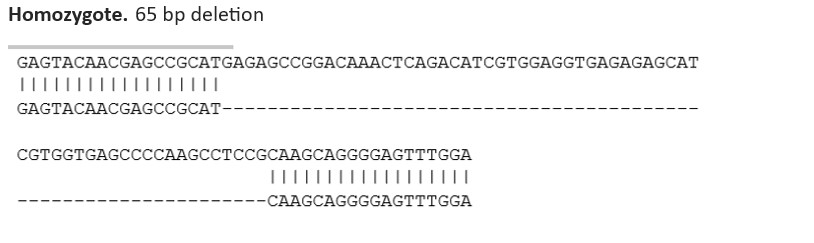 Sanger Sequencing - Human MEF2C knockout THP-1 cell line (AB288702), expandable thumbnail