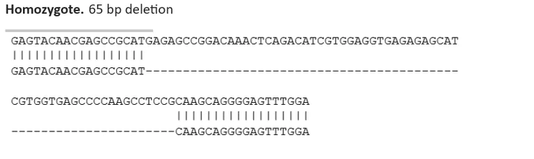 Sanger Sequencing - Human MEF2C knockout THP-1 cell line (AB288702)