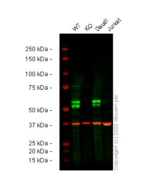 Western blot - Human MEF2C knockout THP-1 cell line (AB288702), expandable thumbnail