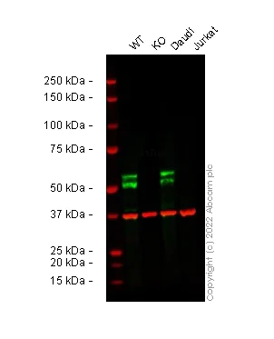 Western blot - Human MEF2C knockout THP-1 cell line (AB288702)