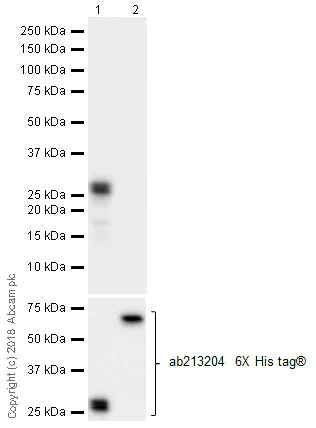Western blot - Human MEF2C knockout THP-1 cell line (AB288702)