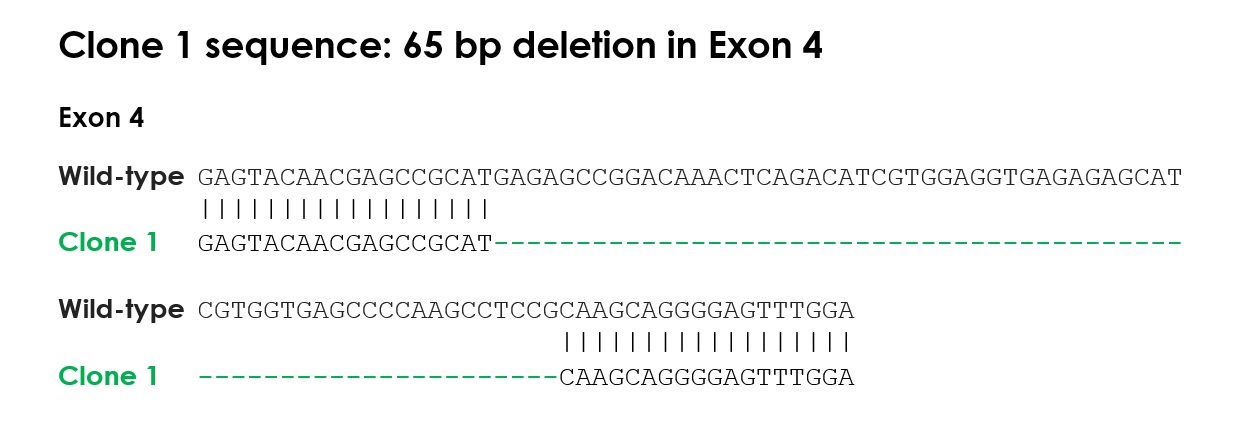Sanger Sequencing - Human MEF2C knockout THP-1 cell line (AB313739), expandable thumbnail
