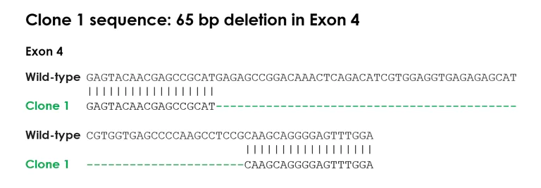 Sanger Sequencing - Human MEF2C knockout THP-1 cell line (AB313739)