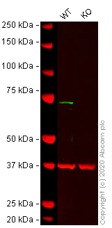 Western blot - Human MELK knockout HCT116 cell line (AB266896)