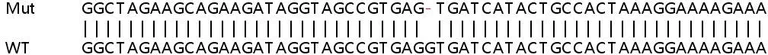Sanger Sequencing - Human MELK knockout HCT116 cell lysate (AB257537)