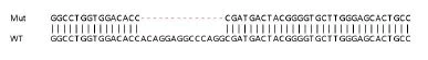 Sanger Sequencing - Human MEOX1 (MOX1) knockout HeLa cell line (AB265364)
