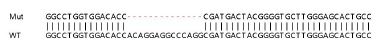 Sanger Sequencing - Human MEOX1 (MOX1) knockout HeLa cell lysate (AB258046), expandable thumbnail
