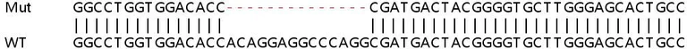 Sanger Sequencing - Human MEOX1 (MOX1) knockout HeLa cell lysate (AB258046)