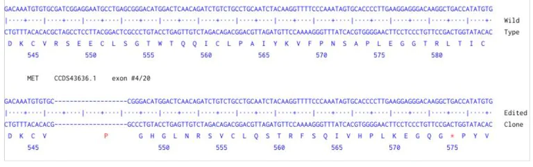 Next Generation Sequencing - Human MET knockout HCT116 cell line (AB286779)