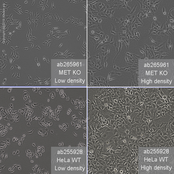 Human MET (Met (c-Met)) knockout HeLa cell line