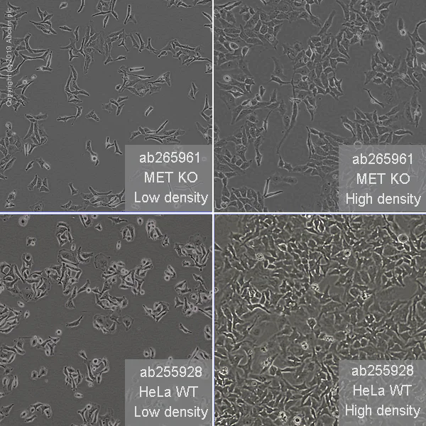 Cell Culture - Human MET (Met (c-Met)) knockout HeLa cell line (AB265961)