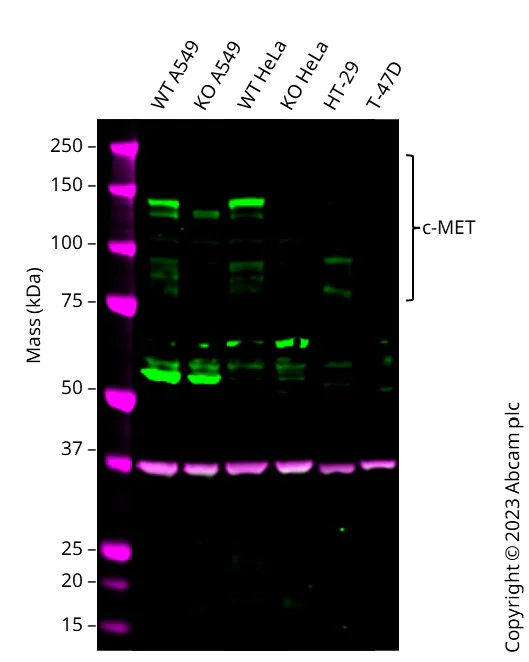 Western blot - Human MET (Met (c-Met)) knockout HeLa cell line (AB265961)