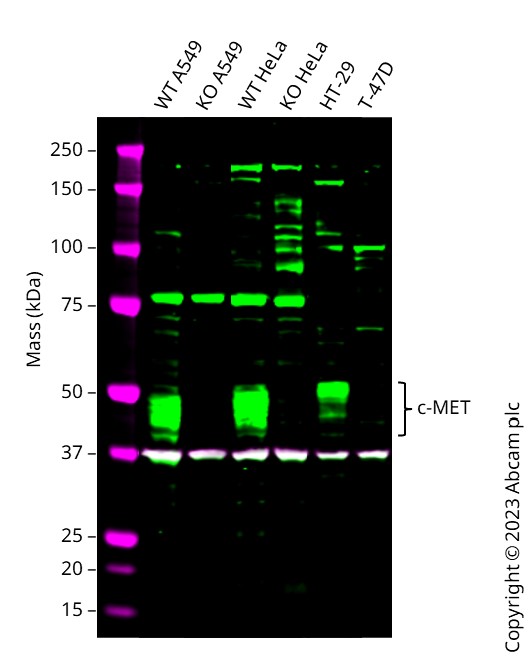 Western blot - Human MET (Met (c-Met)) knockout HeLa cell line (AB265961)