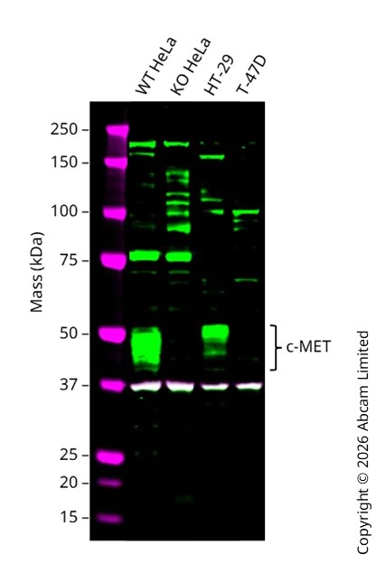 Western blot - Human MET (Met (c-Met)) knockout HeLa cell line (AB265961)
