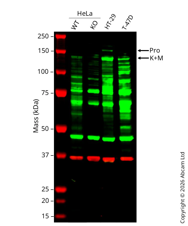 Western blot - Human MET (Met (c-Met)) knockout HeLa cell line (AB265961)