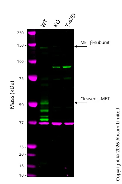 Western blot - Human MET (Met (c-Met)) knockout HeLa cell line (AB265961)